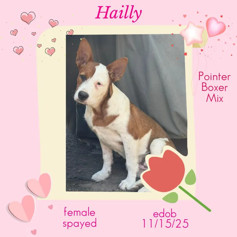 A baby medium-sized female White / Cream Pointer dog named Hailly Blt for adoption in Missouri City, TX