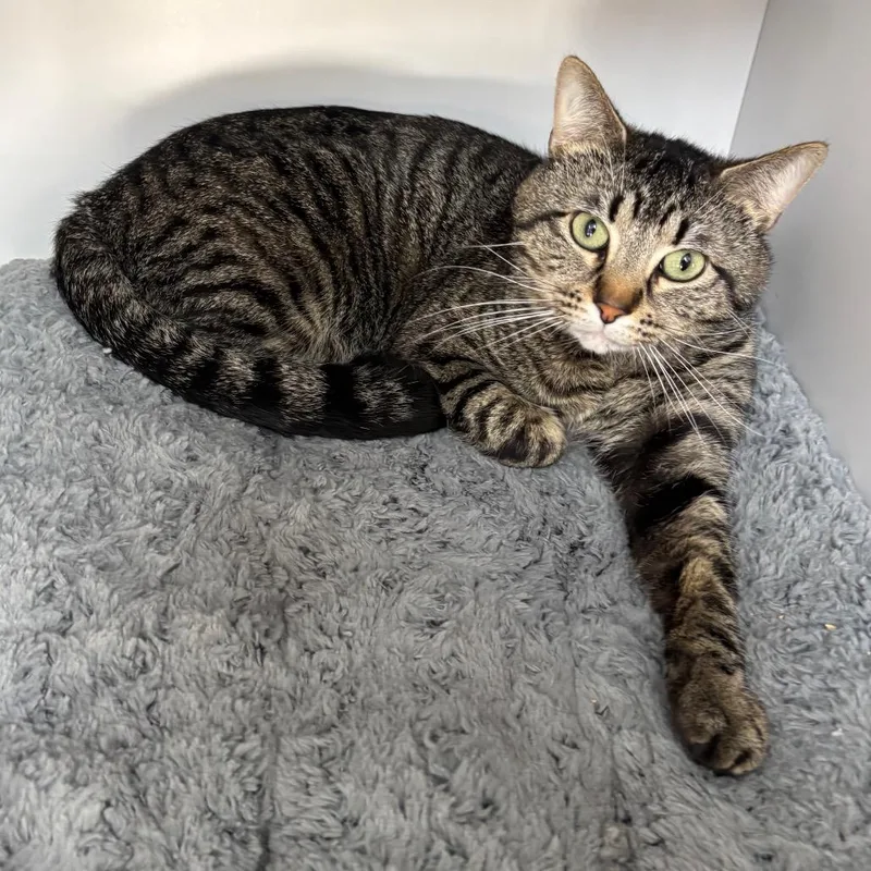 An adult medium-sized male Brown / Chocolate Domestic Short Hair cat named Hachi for adoption in Franklin, NC