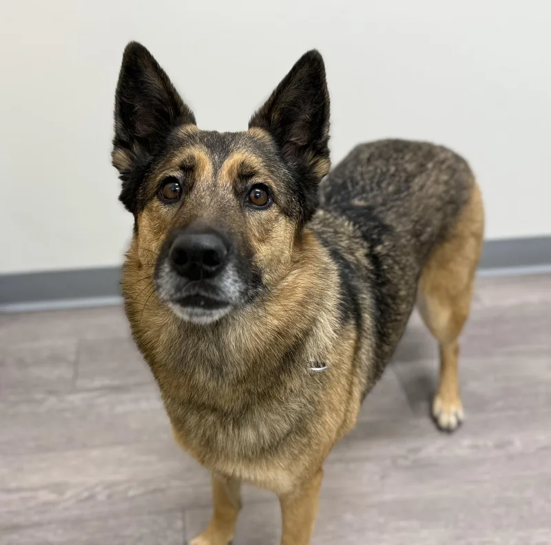 Roxy  Courtesy thumbnail 4