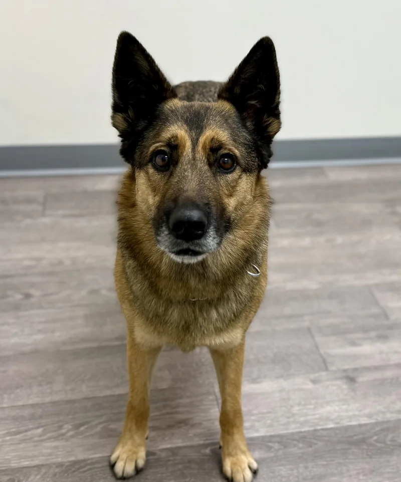 Roxy  Courtesy thumbnail 5