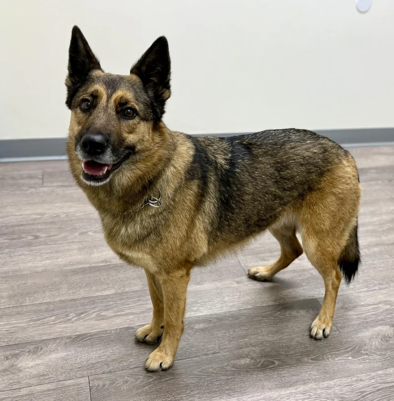 Roxy  Courtesy thumbnail 6