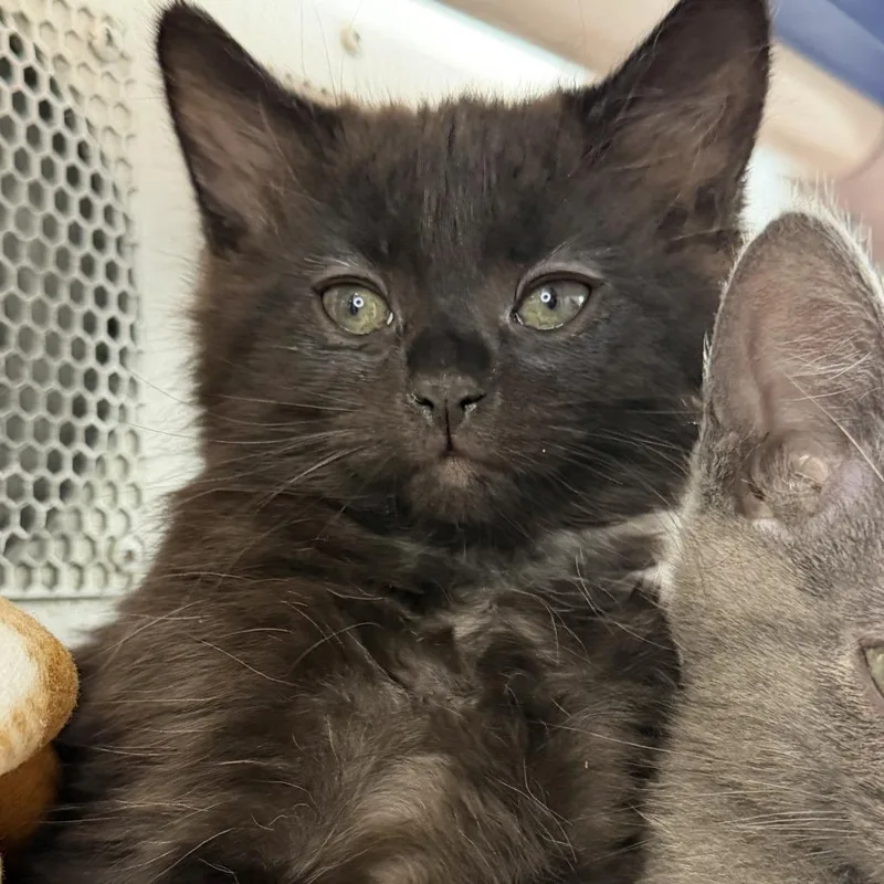A baby small-sized female Domestic Short Hair cat named Joy for adoption in Los Angeles, CA