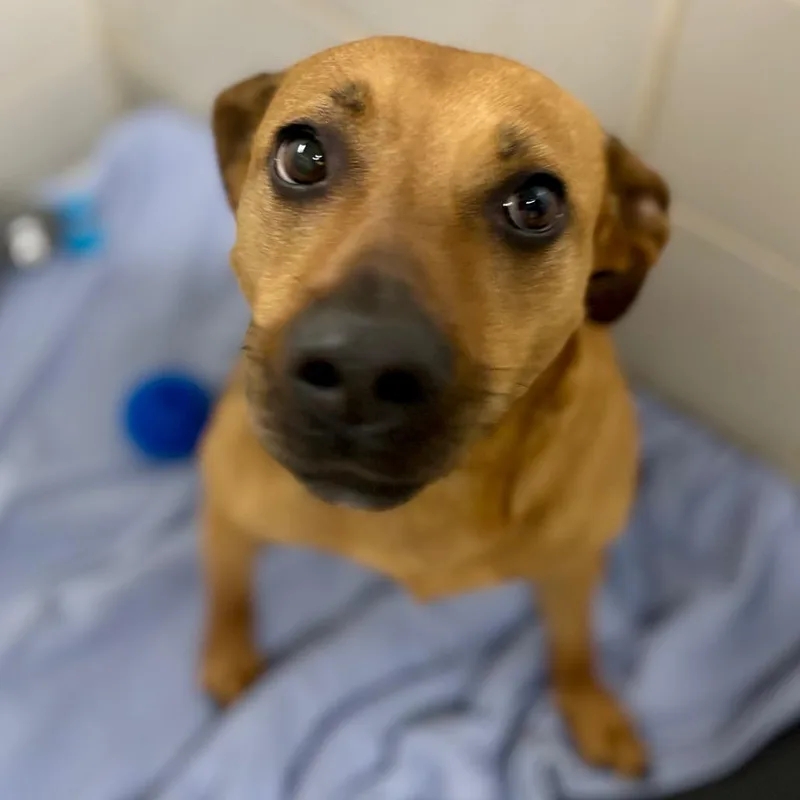 An adult medium-sized female Brown / Chocolate Mixed Breed dog named Rainbow for adoption in Grand Rapids, MI