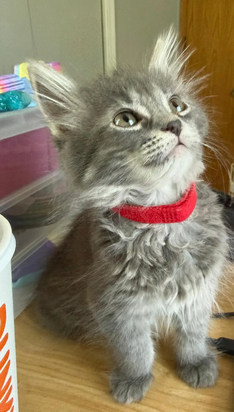 A baby medium-sized female Gray & White Domestic Long Hair cat named McMuffin for adoption in Mokena, IL