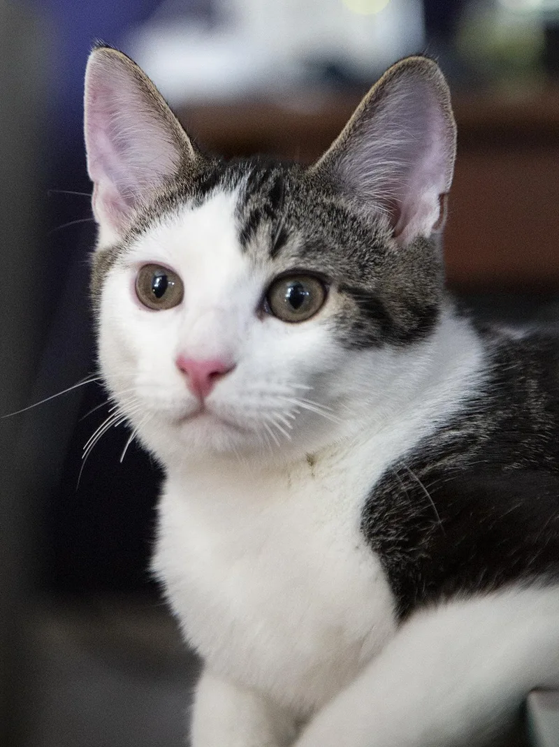A baby medium-sized male Tabby (Tiger Striped) Domestic Short Hair cat named Tank for adoption in Chicago, IL