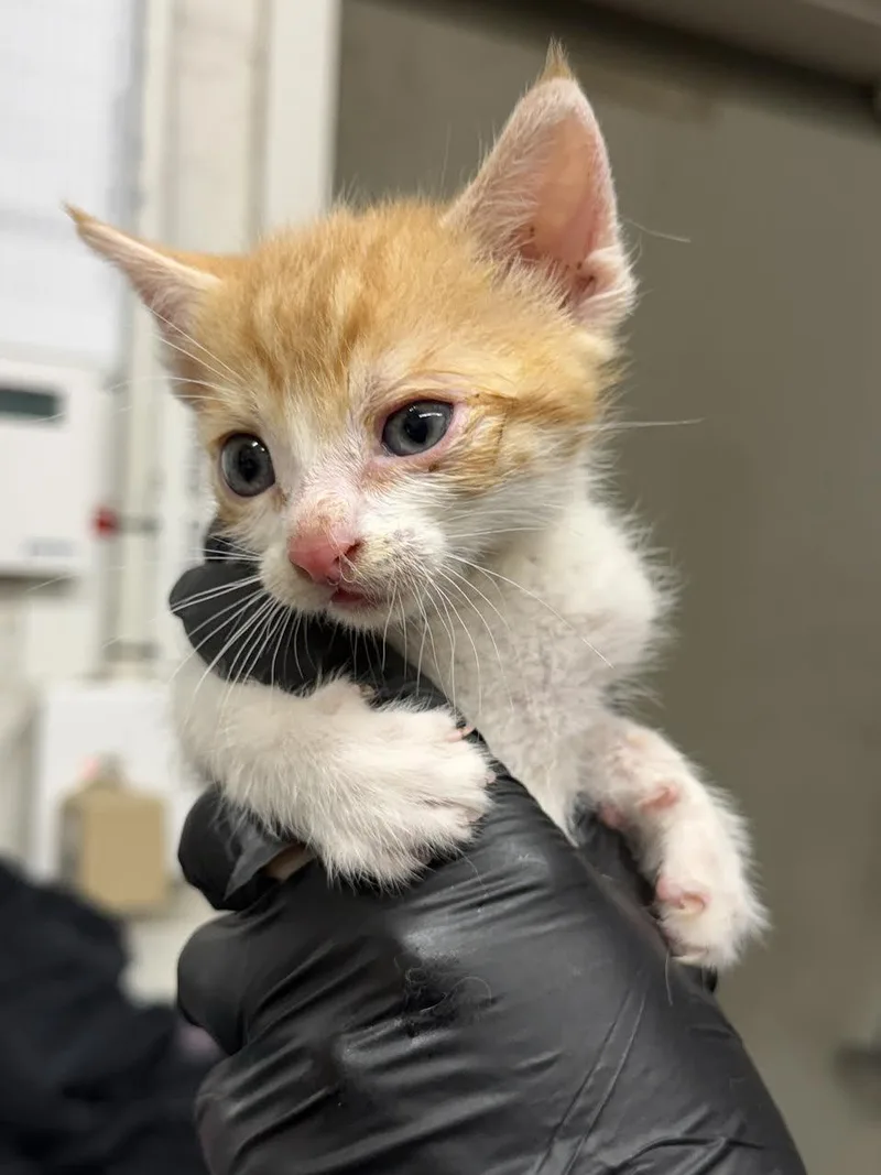 A young small-sized male Tabby (Orange / Red) Domestic Short Hair cat named Clove for adoption in Oakdale, CA