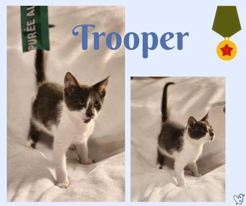 Trooper