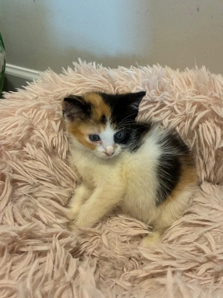 A baby medium-sized female Calico cat named Miku for adoption in Buford, GA