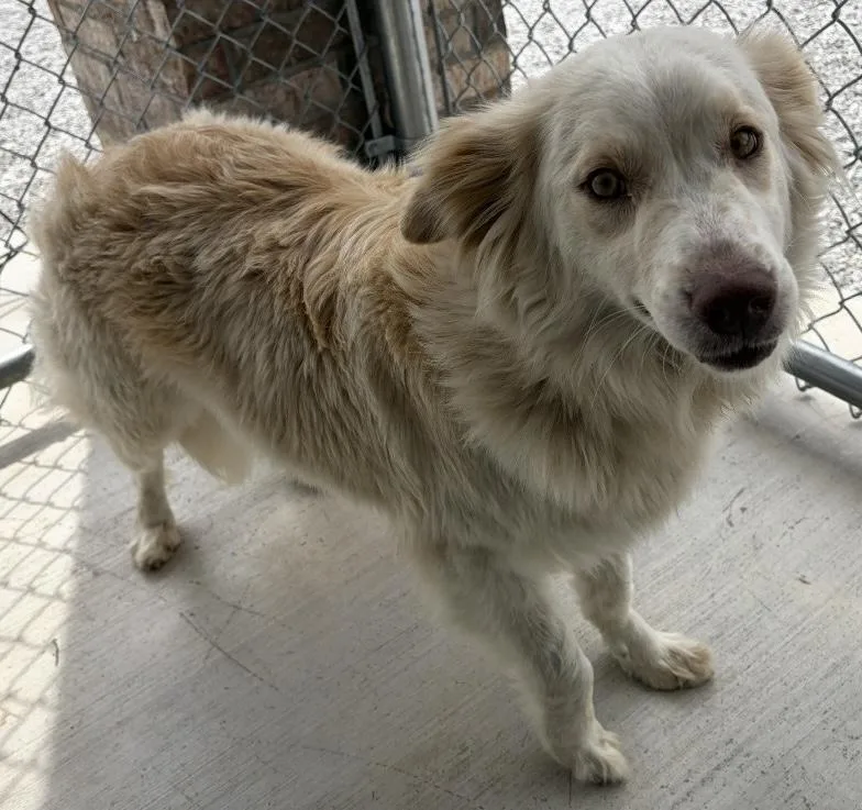 A young medium-sized female White / Cream Australian Shepherd dog named Moona for adoption in Tinley Park, IL