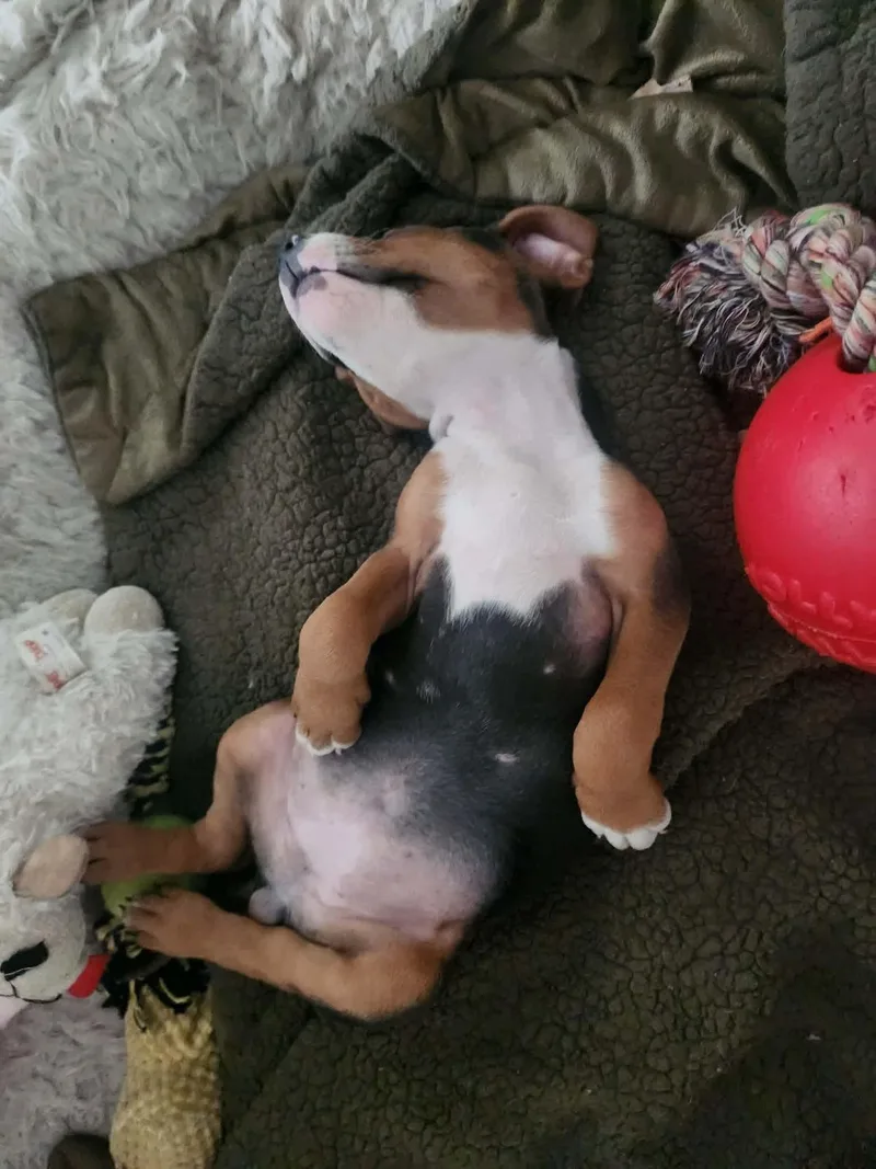 A baby medium-sized female Treeing Walker Coonhound dog named Maisie for adoption in Randolph Center, VT