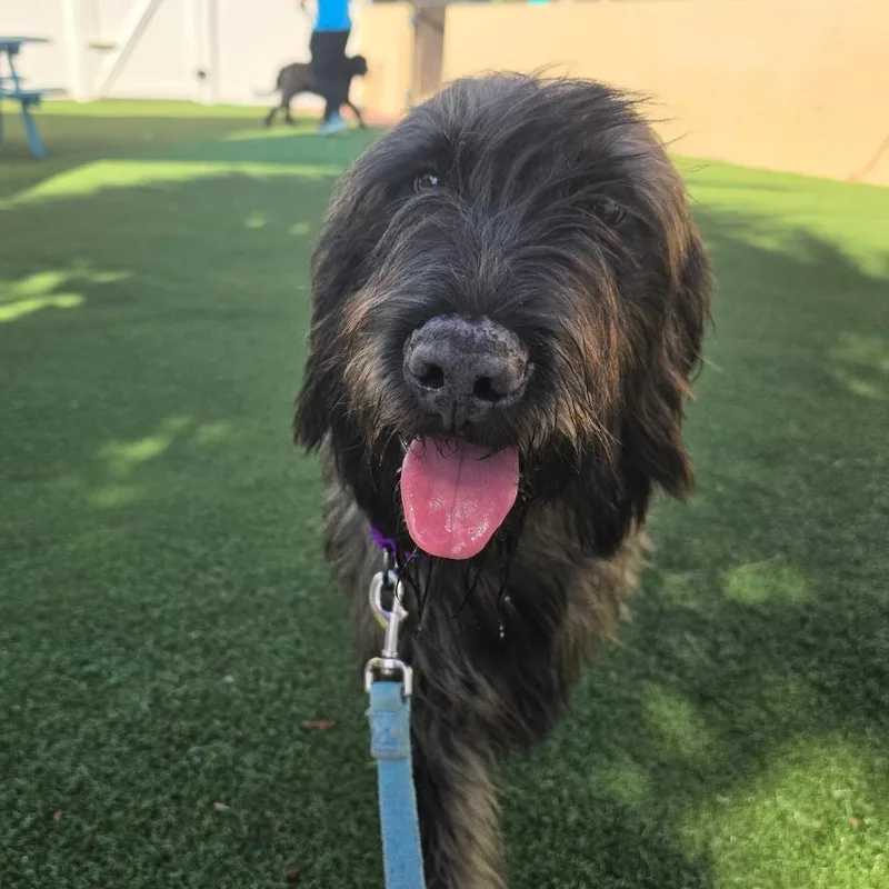 An adult medium-sized male Gray / Blue / Silver Mixed Breed dog named Loki for adoption in Naples, FL