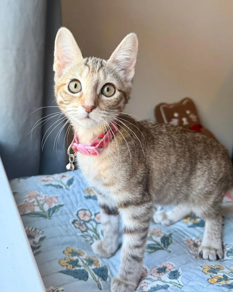 A young medium-sized female Tabby (Brown / Chocolate) Domestic Short Hair cat named Cappi for adoption in Frisco, TX