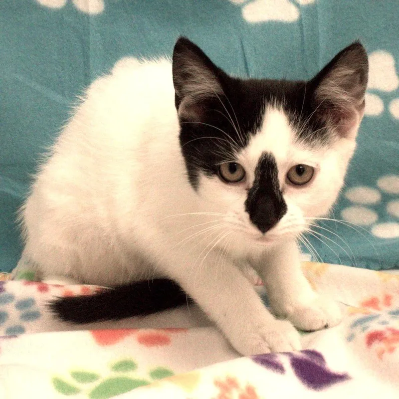 A baby small-sized female Gray / Blue / Silver Domestic Medium Hair cat named Nosey for adoption in Carrollton, OH