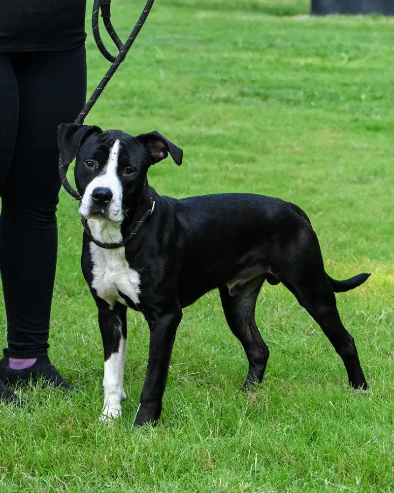 An adult large-sized male Pit Bull Terrier dog named DA Ziggy for adoption in Glen Allen, VA