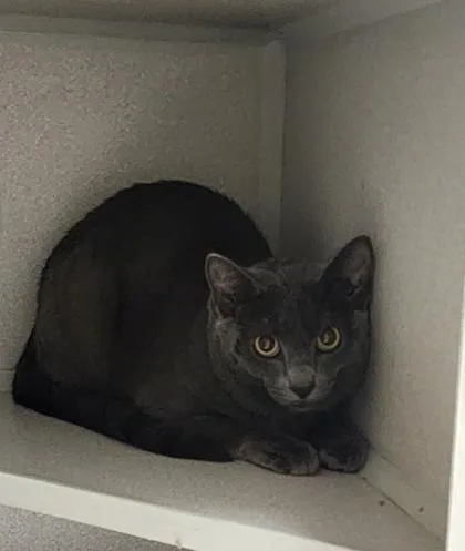 A baby small-sized male Domestic Short Hair cat named Midnight for adoption in East Brookfield, MA