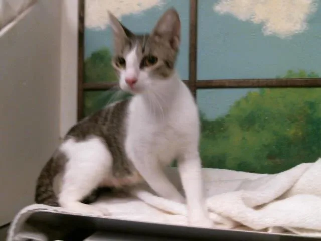A young medium-sized female American Shorthair cat named Japonesa for adoption in Houston, TX