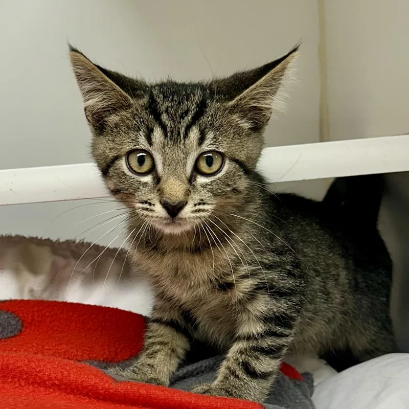 A young medium-sized male Domestic Short Hair cat named Spiderman for adoption in Reisterstown, MD