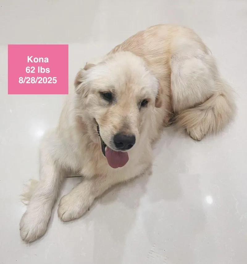 A young large-sized female White / Cream Golden Retriever dog named Kona for adoption in Allen, TX