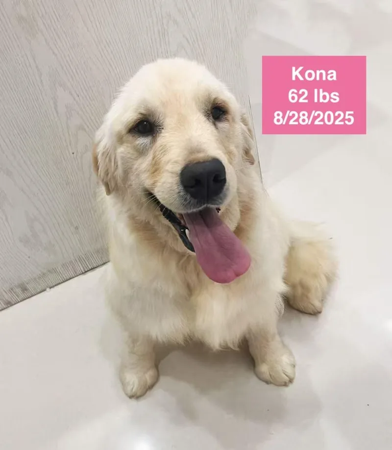 Kona thumbnail 2