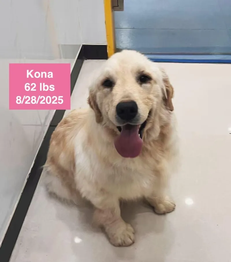 Kona thumbnail 3