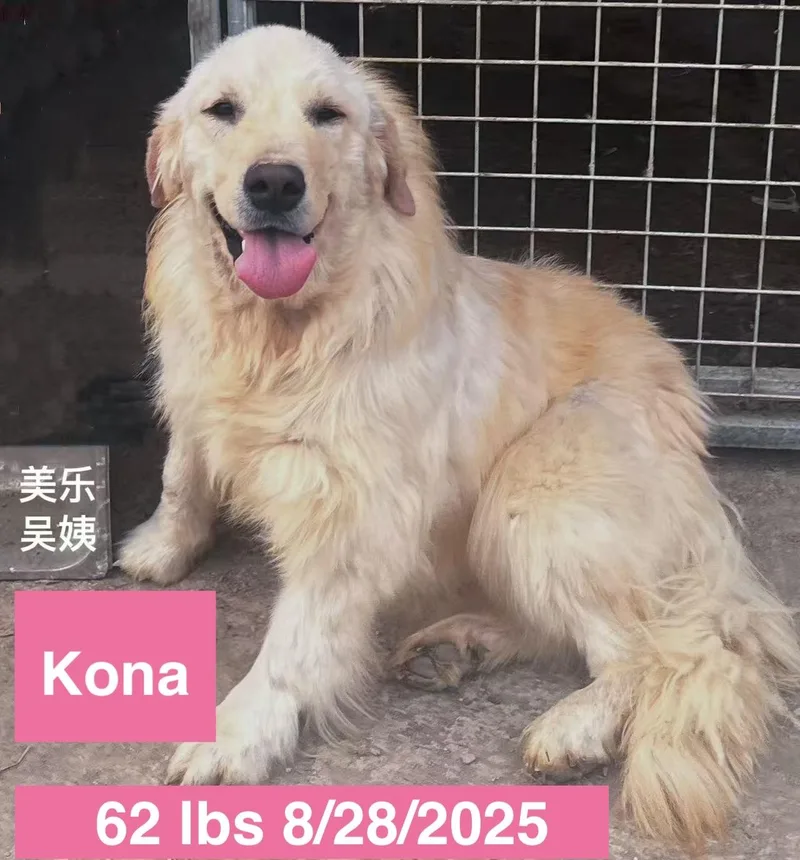 Kona thumbnail 4