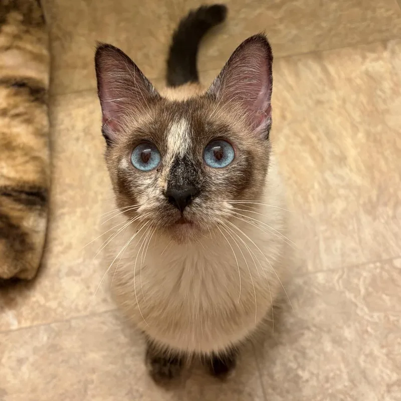 An adult large-sized female Tortoiseshell Siamese cat named Lyla for adoption in Long Beach, CA