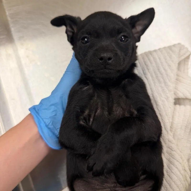 A baby medium-sized male Black Mixed Breed dog named Eclipse for adoption in Winston-Salem, NC