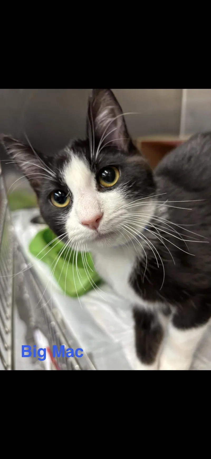 A baby medium-sized male Black & White / Tuxedo Tuxedo cat named Big Mac for adoption in Las Vegas, NV
