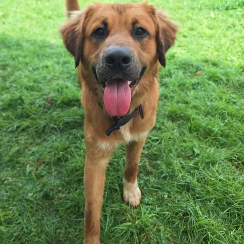 An adult small-sized male Brown / Chocolate Mixed Breed dog named Percy Stray Hold for adoption in Huntington, WV