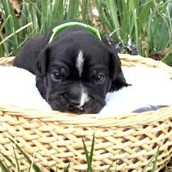 Lexi's Emmett thumbnail 2