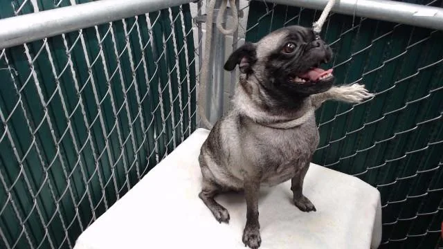 Poppy Pug