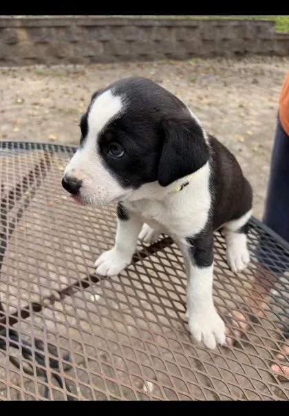 A baby medium-sized female Border Collie dog named Wave for adoption in Morton Grove, IL