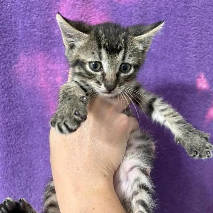 A baby small-sized female Gray / Blue / Silver Domestic Short Hair cat named Diesel for adoption in Wichita, KS