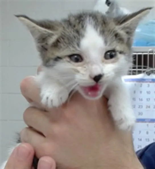 A baby medium-sized female Domestic Short Hair cat named Bella for adoption in Salinas, CA