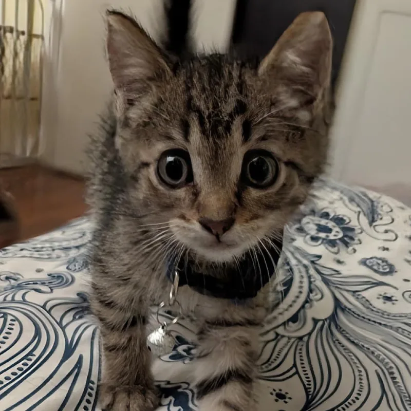 A baby small-sized male Brown / Chocolate Domestic Short Hair cat named Jeremy for adoption in North Port, FL
