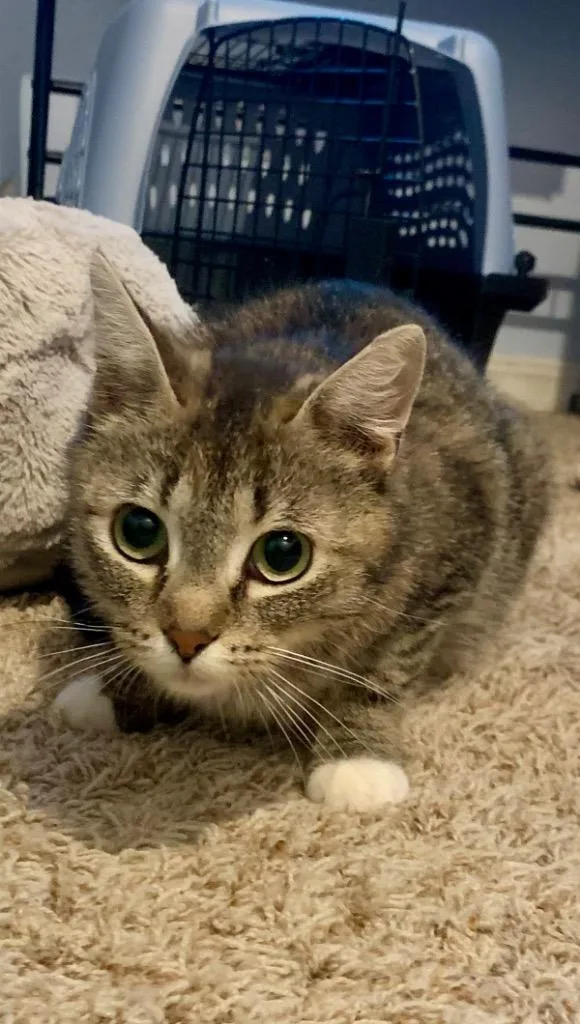 A young medium-sized female Domestic Short Hair cat named Brooke for adoption in Thayne, WY