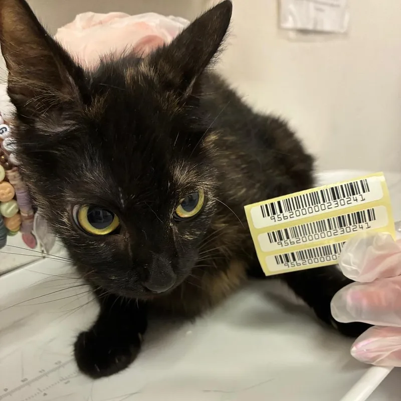 An adult medium-sized female Black Domestic Short Hair cat named Bridget for adoption in Charleston, WV