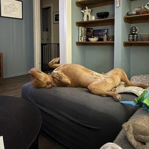 An adult large-sized male Yellow / Tan / Blond / Fawn Pit Bull Terrier dog named Teddy T Bone for adoption in Dallas, TX