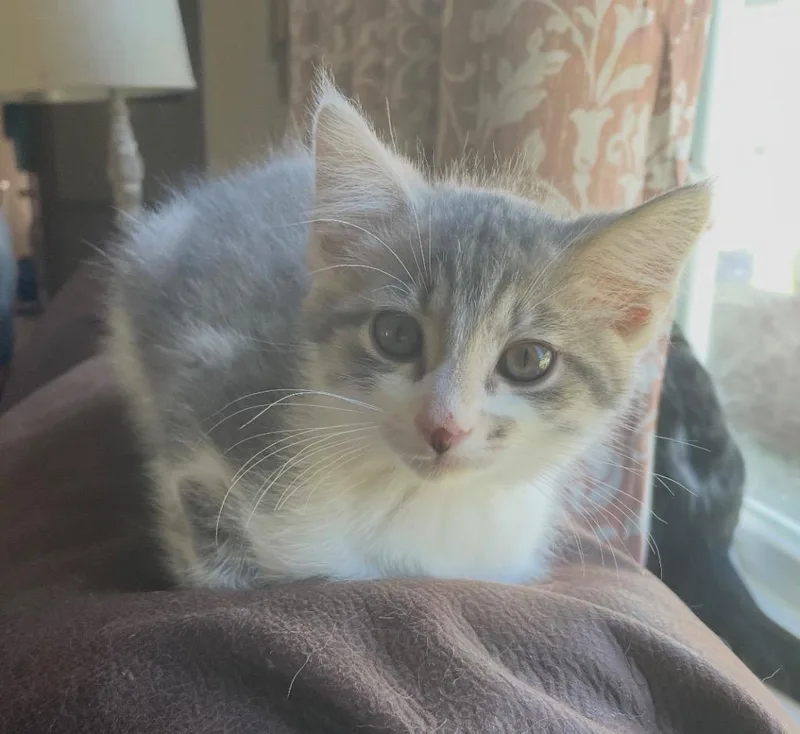 A baby medium-sized male Domestic Short Hair cat named Mateo for adoption in Wintersville, OH