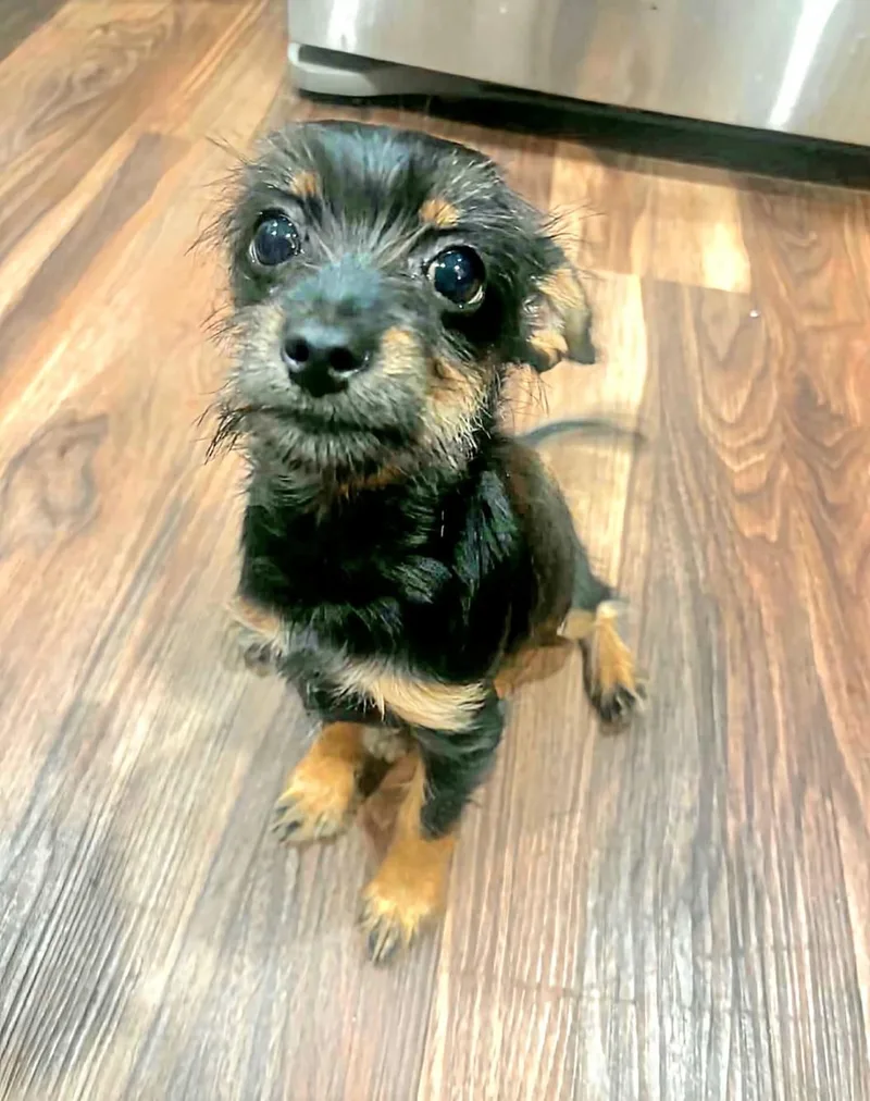 A baby small-sized female Black Yorkshire Terrier dog named Lady for adoption in CORPUS CHRISTI, TX
