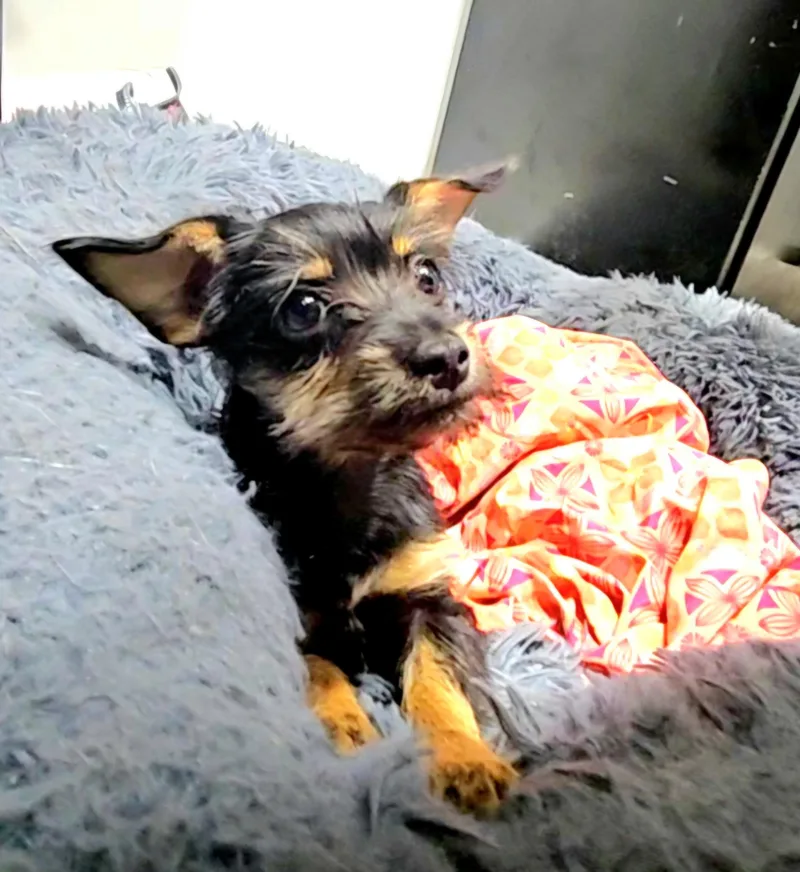 Lady thumbnail 5