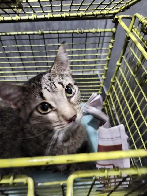 A young medium-sized female Domestic Short Hair cat named Queenie for adoption in San Antonio, TX