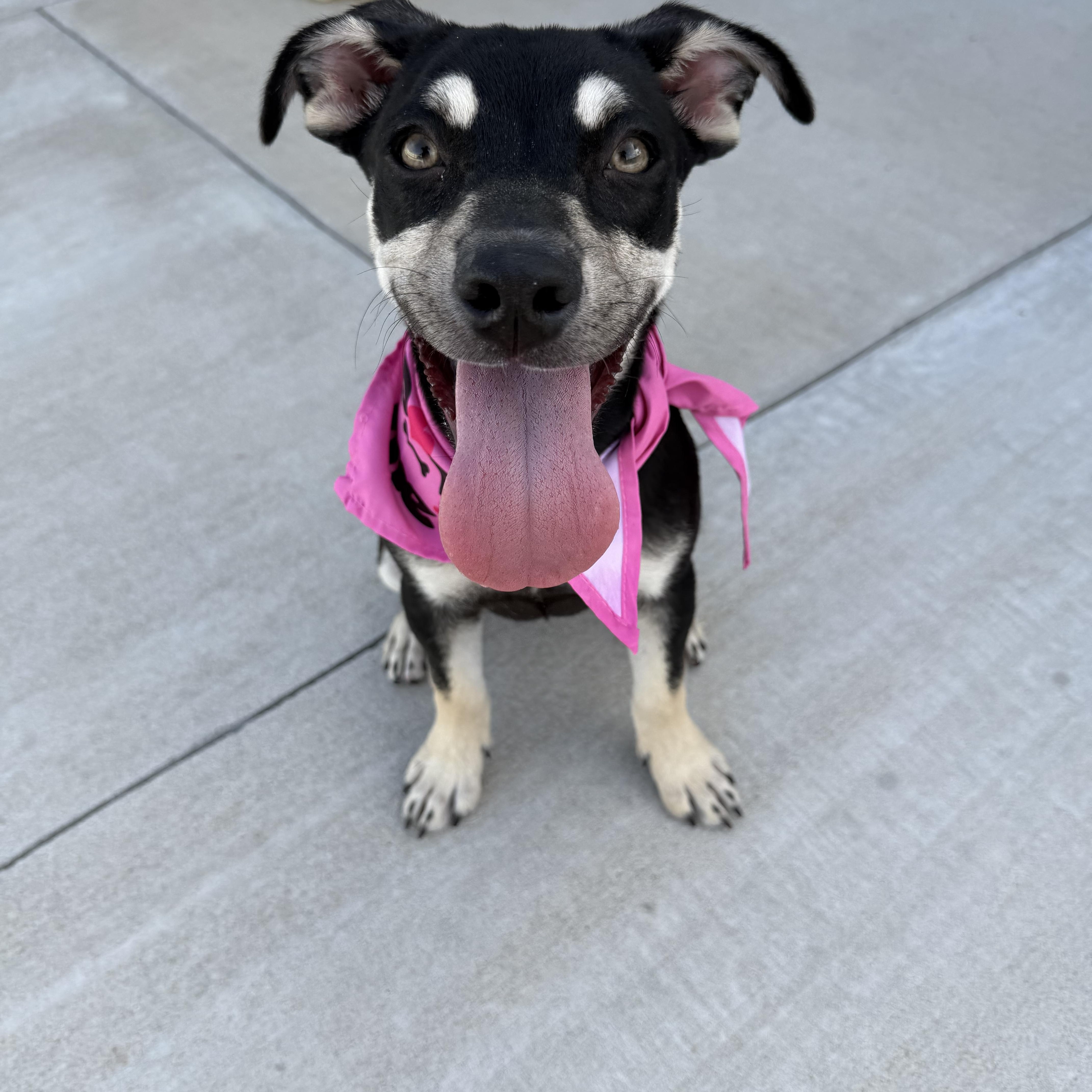 A baby medium-sized female Shepherd dog named Sally for adoption in Warr Acres, OK