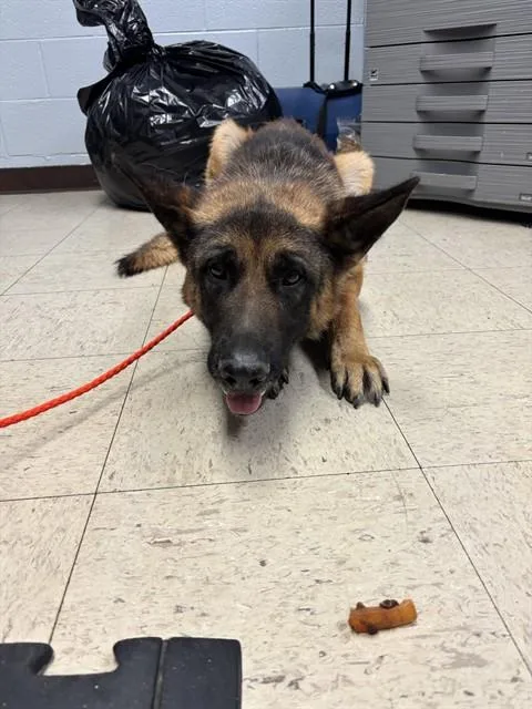 An adult medium-sized male German Shepherd Dog dog named Relish for adoption in Stockton, CA