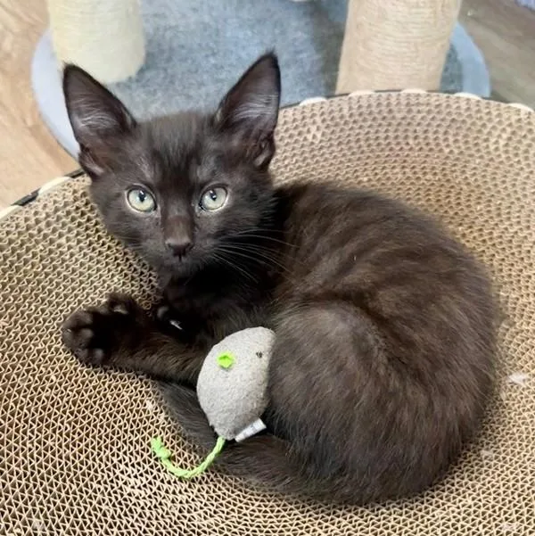 A baby small-sized male Domestic Short Hair cat named Ernest for adoption in Novato, CA