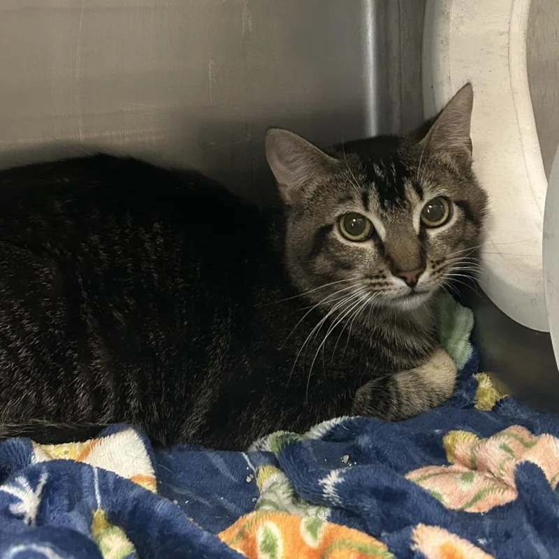 A young medium-sized male Gray / Blue / Silver Domestic Short Hair cat named Tator Tot for adoption in Charleston, WV