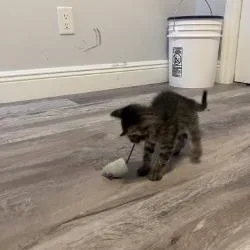A baby small-sized female Gray / Blue / Silver Domestic Short Hair cat named Nala Beans for adoption in West Palm Beach, FL