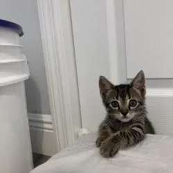 Nala Beans thumbnail 4