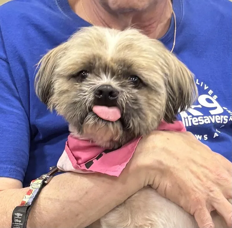 An adult small-sized male Shih Tzu dog named Buggar for adoption in Washington, DC