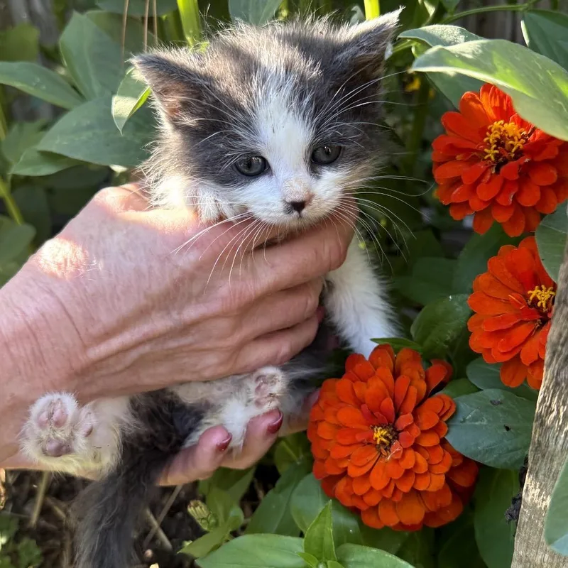 A baby small-sized male Gray / Blue / Silver Domestic Short Hair cat named Dean for adoption in Woodbridge, VA